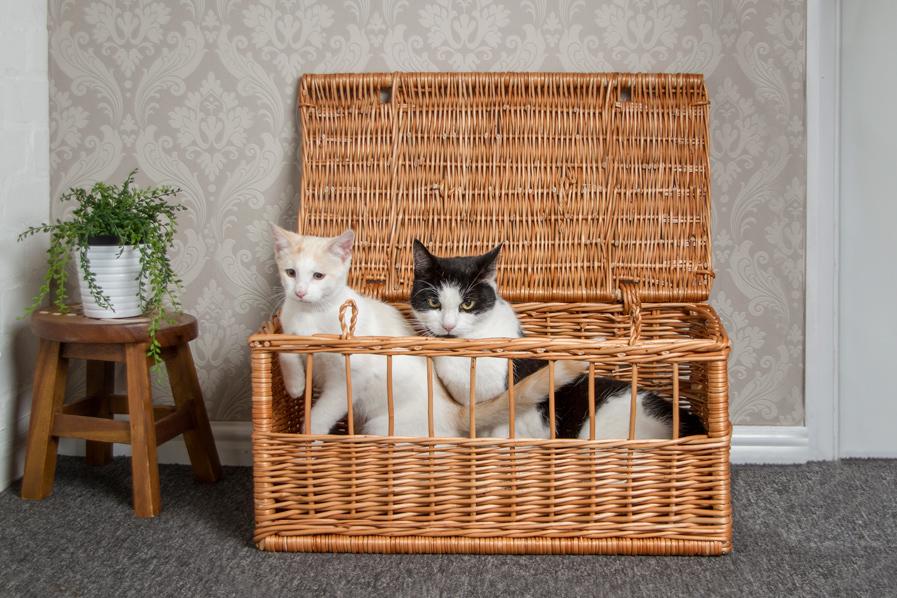 Wicker Pet Carrier Basket